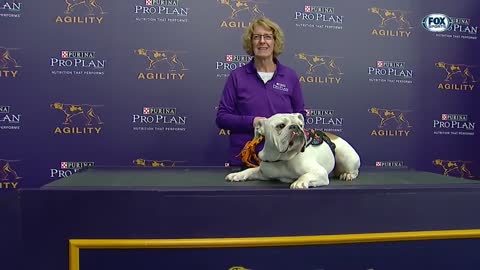 Watch Rudy the Bulldog crush the 2019 WKC Masters