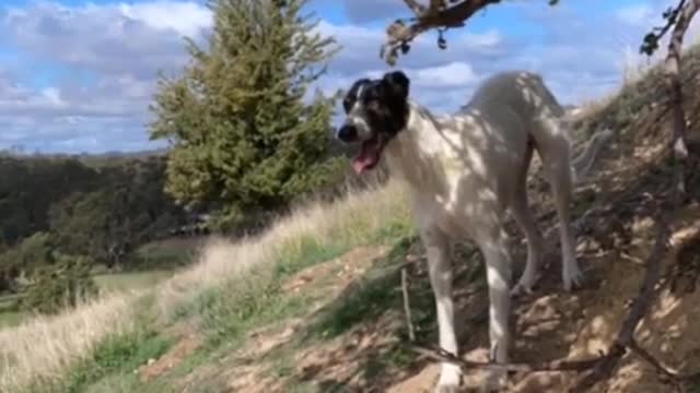 My baby dog hunting Rabbit