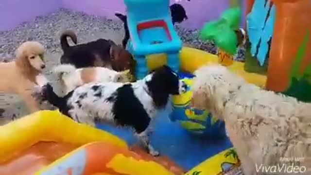 Dog pool party