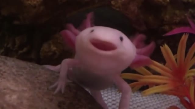 Axolotl yawn