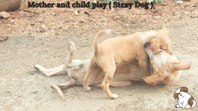 Stray Dogs play