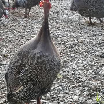 Female Guinea Sounds Off