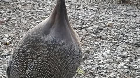 Female Guinea Sounds Off