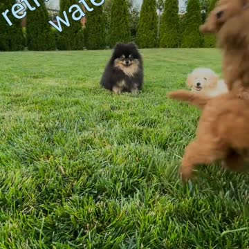 Joy filled Barbet Pups.Paw patrol,moto pups,DogPuppy,pup Tales,New paw patrol videos,,Animals.Funny