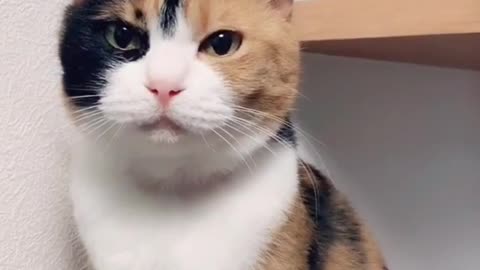 Have you ever seen the cat sing?? watch the clip🎵🎶