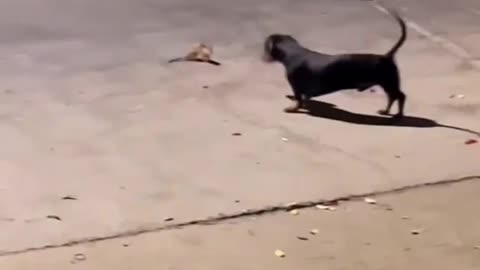 Ballerina Dance Fight