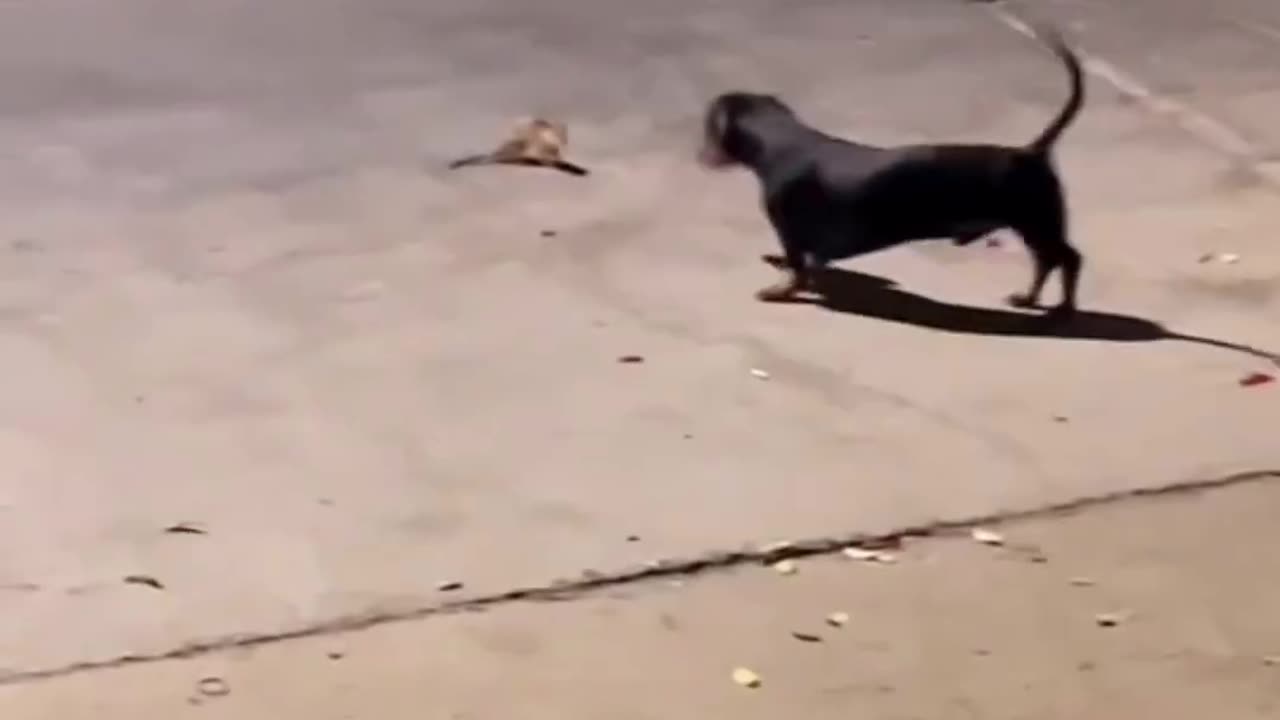 Ballerina Dance Fight