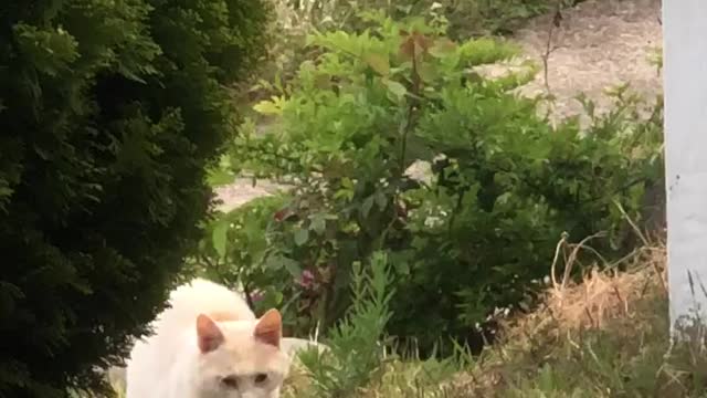 cat playing with hot shrimp