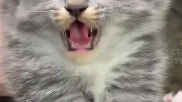 Cat funny videos