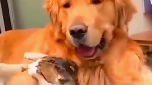 Love of dog nad cat