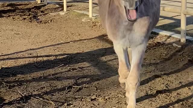 Happy Donkey Heehaws for Owner