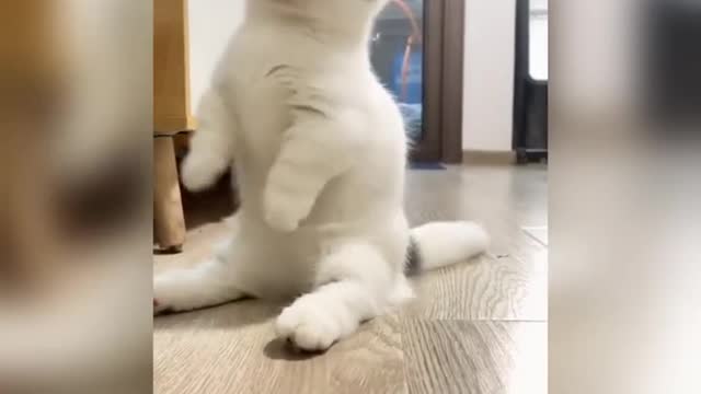 Cute Cat Video|| Baby Cat || Cute And Funny Cat Video
