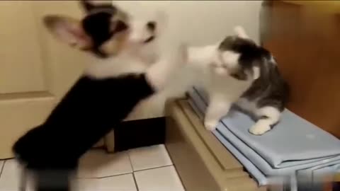 300 rounds of cat and dog fighting