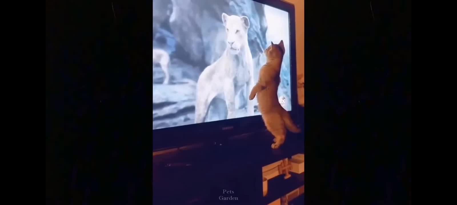 Funny Cats 😂 2021 Compilation || Cute and Funny Cats ❤️ || #cats #cute #funny