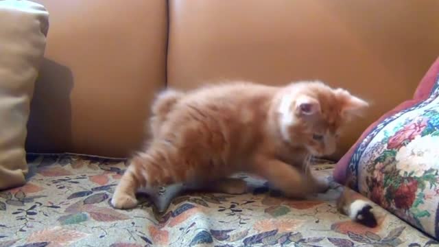 Little Kitten Playing His Toy Mouse