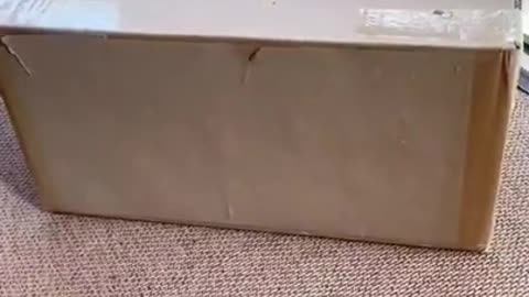 Cat Hiding in The Box #shorts #viral #shortsvideo #video