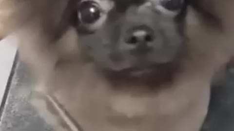 Check out Dog dancing to music while getting a haircut