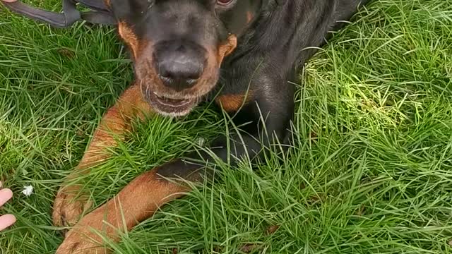 "Vicious" rottweiler attacks tennis ball