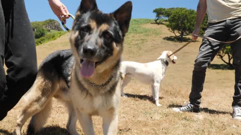 Very powerful this dog,s
