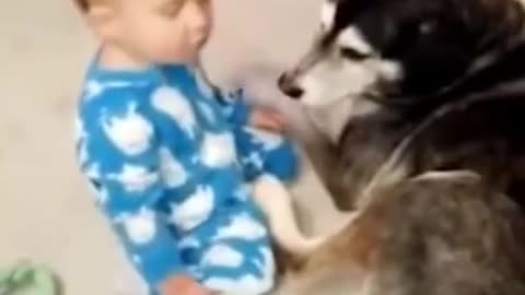 funny video child sleep on dog