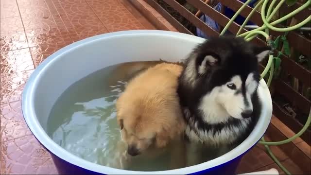 Two cute dogs bathing in a bucket