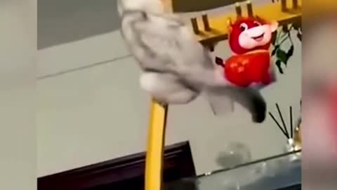 Funny pets