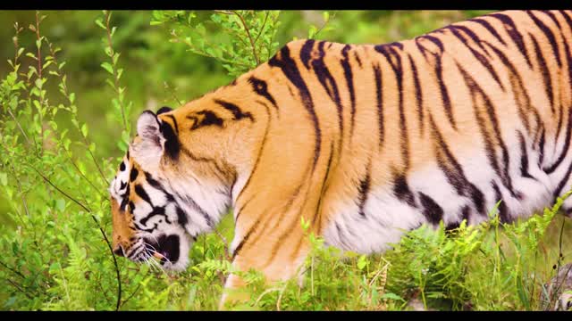 Tha Riyal Tiger