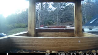 Bird Camera 11/9/2021 Part 1 (Red Belly, Doves, Blue Jays, Starlings)