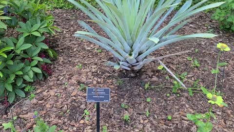 Bok Tower Gardens in Lake Wales FL