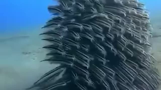 A Team Of Mustached Eel Fish