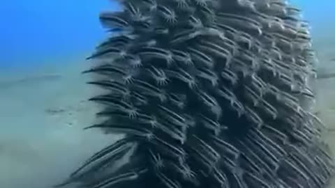 A Team Of Mustached Eel Fish