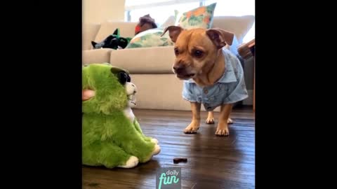 How Pinch Dog Cumunicate with Toy - Funny Dog