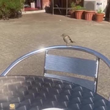 Rescuing baby bird is amazing