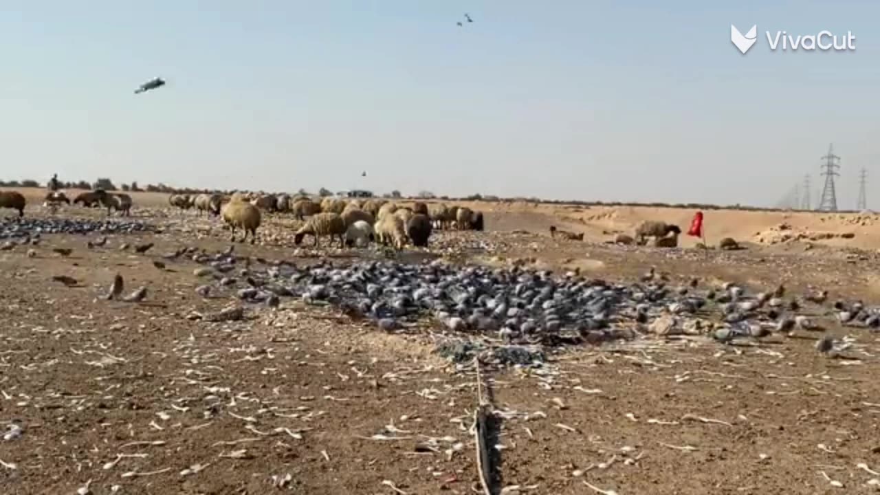 Atrapar pájaros con una red.