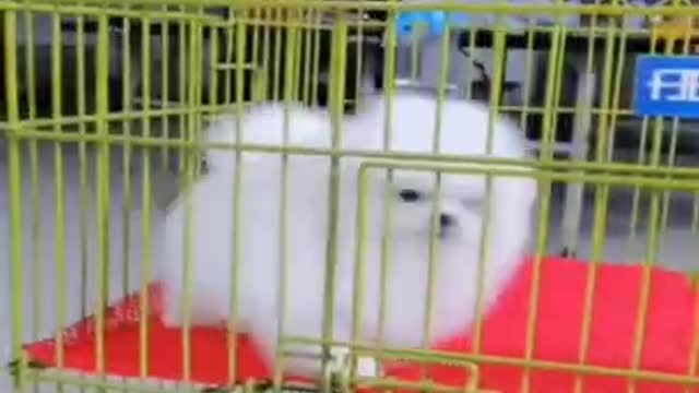 CUTE DOG VIDEO