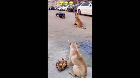 Funny cat video and #funny smart dog video