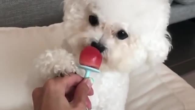 CuTe #fUnnY& DoG viRAl video (compilation ) Funny video