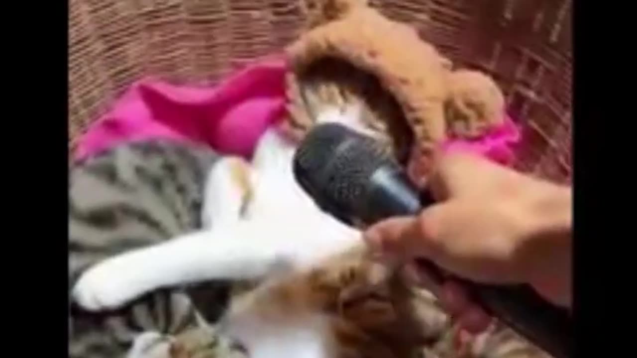 "Funny video of a dog and a cat Funny movies of animals that make you laugh".