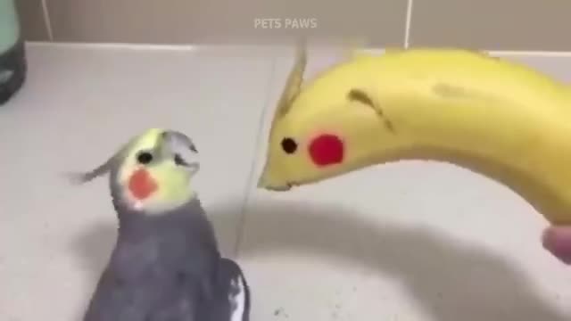 Bird smart and funny parrots parrots talking videos compilation p1 super dogs