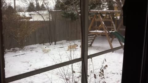 2 Dogs Running and Chasing Each Other in the Snow