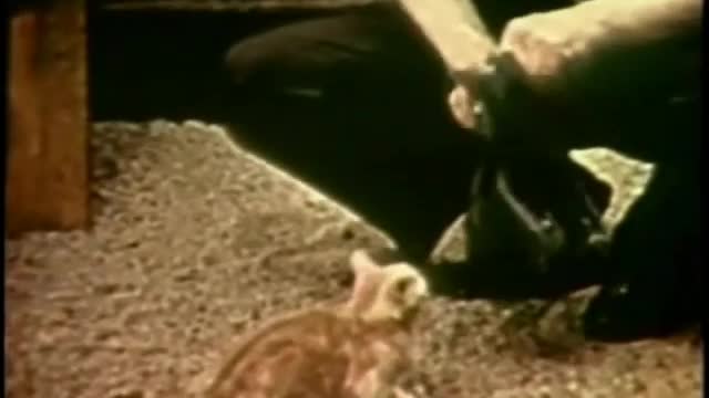 Pottenger. Skulls of cats fed various diets.