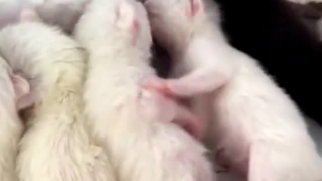 How Cute🥰🥰 Cat Baby