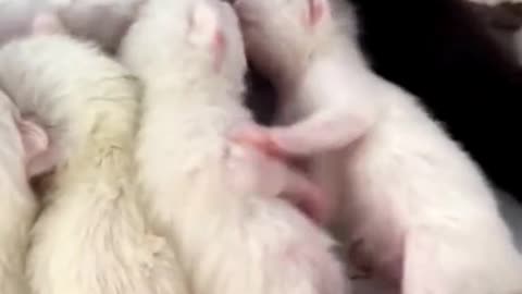 How Cute🥰🥰 Cat Baby