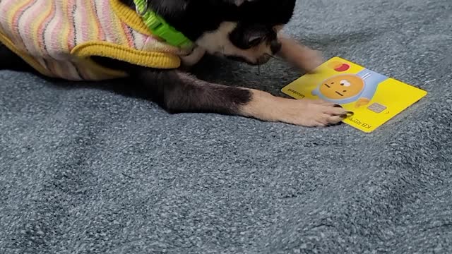 The puppy is playing cards.