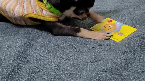 The puppy is playing cards.