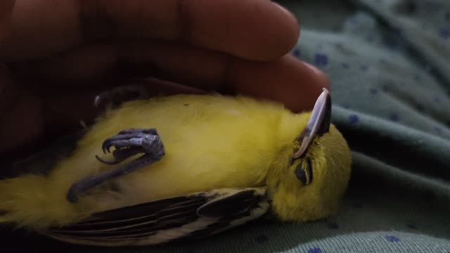 Sleeping bird