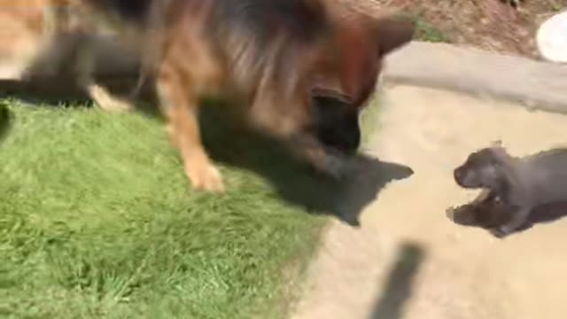 A caring dog fighting to protect his cute puppy