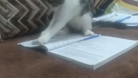 Naughty kitten playing my sister book📕