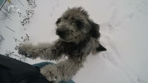 Tips When Bringing Dogs Out In The Cold - December 17, 2021 - Micah Quinn