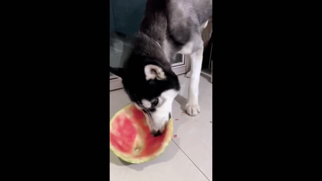 Huskies eat watermelon